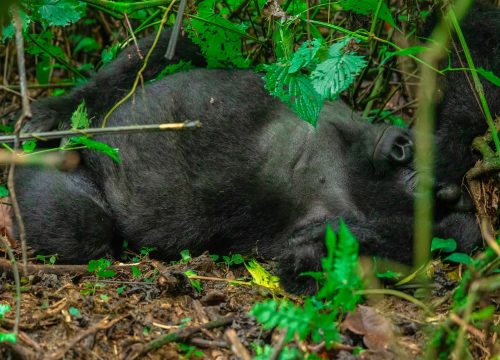 13 Day Uganda Ultimate Adventure Safari