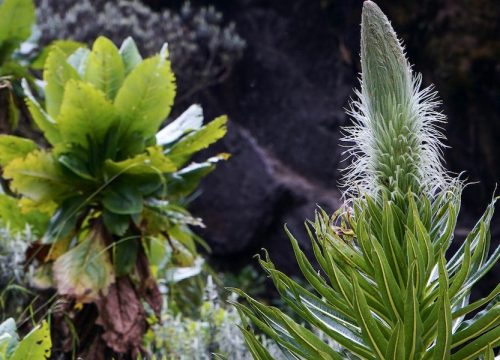 5 Days Rwenzori Trekking safari