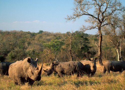 Big5 Parks to visit in Uganda