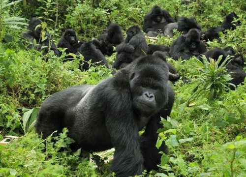 How Gorilla Families are Allocated in Uganda