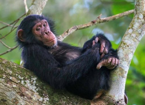 Mgahinga Gorilla National Park: A Hidden Gem for Gorilla Trekking in Uganda