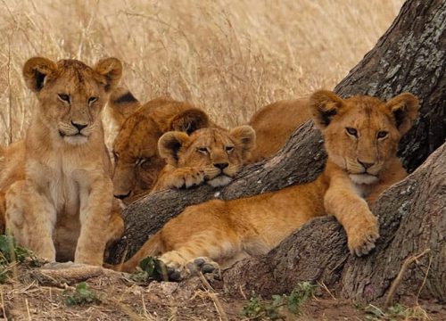 12 Days Kenya and Tanzania safari