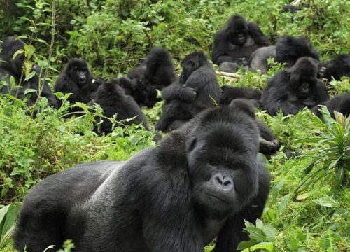 15 Days Rwanda & Uganda Trekking Adventure