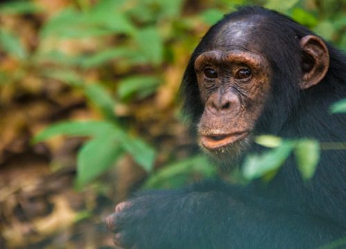 10 Days Chimpanzee Tracking and Rwenzori Trekking Adventure in Uganda